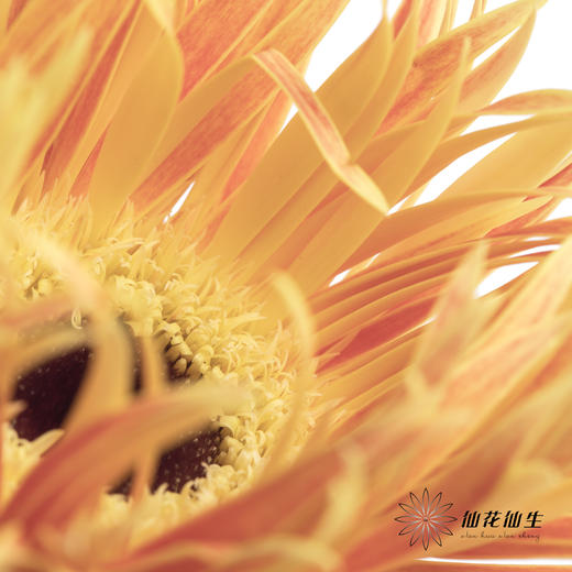 非洲菊 | 拉丝橙色 商品图2