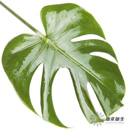 叶材 | 龟背叶 商品图4