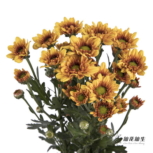 小菊 | 桔星 商品图1