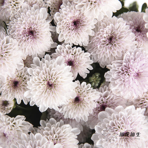 小菊 | 马蒂斯 商品图0