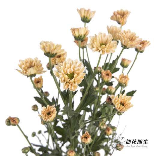 小菊 | 香槟 商品图1