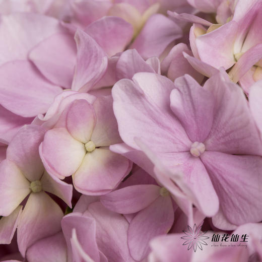 绣球 | 浅粉 商品图0