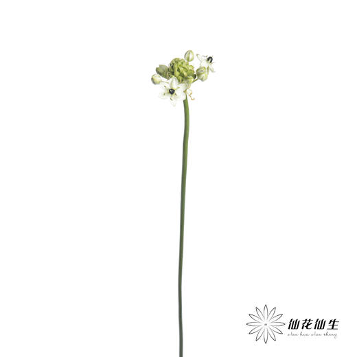 配花 | 天鹅绒 商品图3