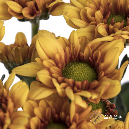 小菊 | 桔星 商品图2