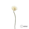 非洲菊 | 拉丝白色 商品缩略图1