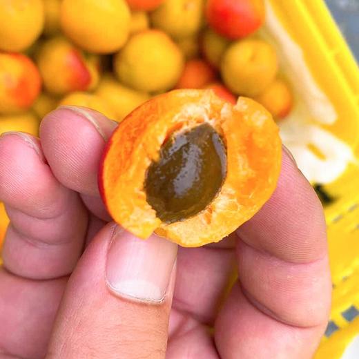 【空运.新疆吊干杏】约3斤/框，蜜甜、肉厚 商品图3