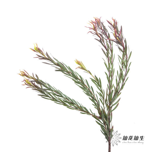 配花 | 细叶多头木百合红色 商品图3