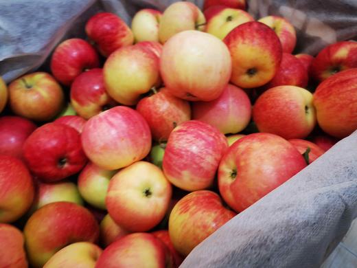 疯狂的小嘎啦苹果99元二斤