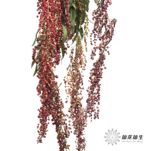 配花 | 柔丽丝红色 商品图0