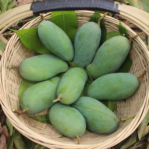 【广西桂七芒】肉质细腻,香甜多汁,果香浓郁