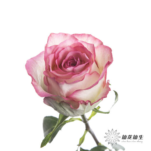 单头玫瑰 | 艾莎 商品图3