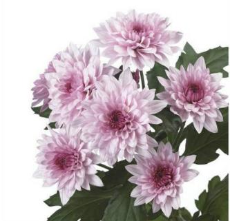 小菊 | 粉丹特 商品图0