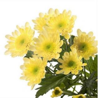 小菊 | 瑞多斯特黄色 商品图0