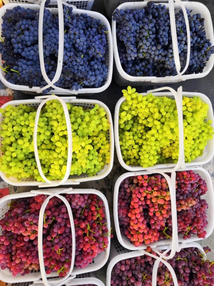 三色葡萄净重4斤