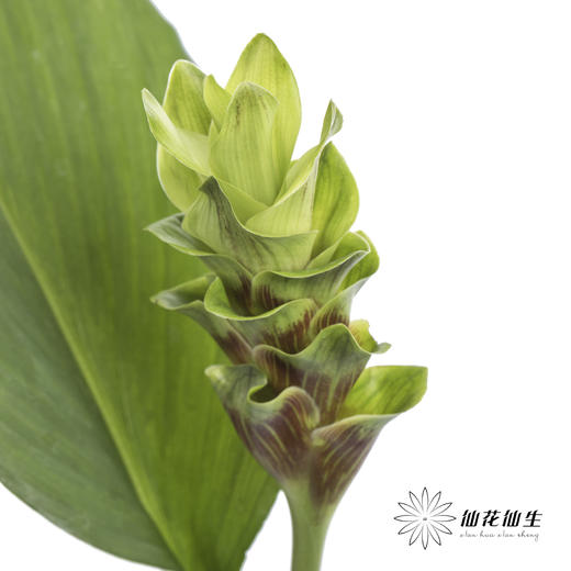 配花 | 姜荷花绿色 商品图2