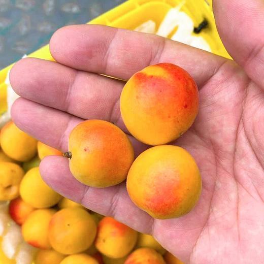 【空运.新疆吊干杏】约3斤/框，蜜甜、肉厚 商品图5