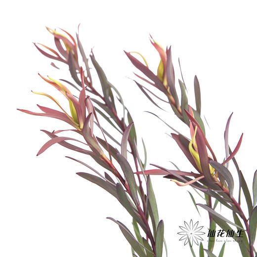 配花 | 细叶多头木百合红色 商品图2