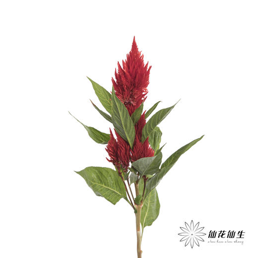 配花 | 火炬 商品图1