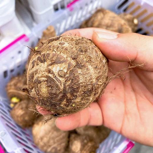 【奶香小芋头】约4.5斤/箱，绵，香，甜 商品图6