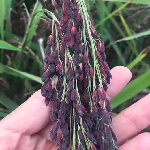 山东血糯米，爽滑软糯 ，入口清香 商品图4