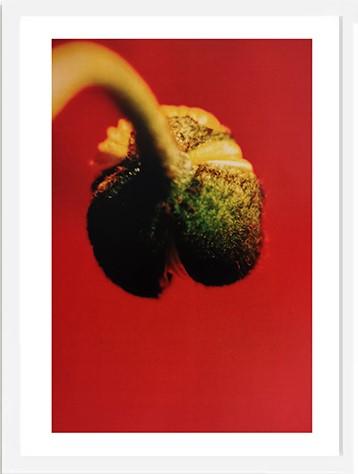 王小慧花之灵摄影装饰画 003