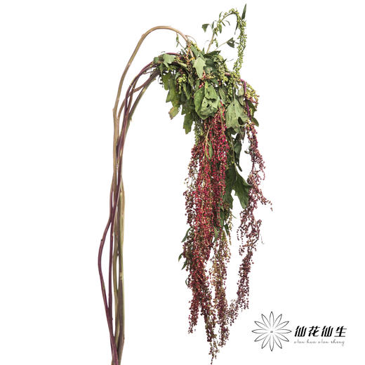 配花 | 柔丽丝红色 商品图2