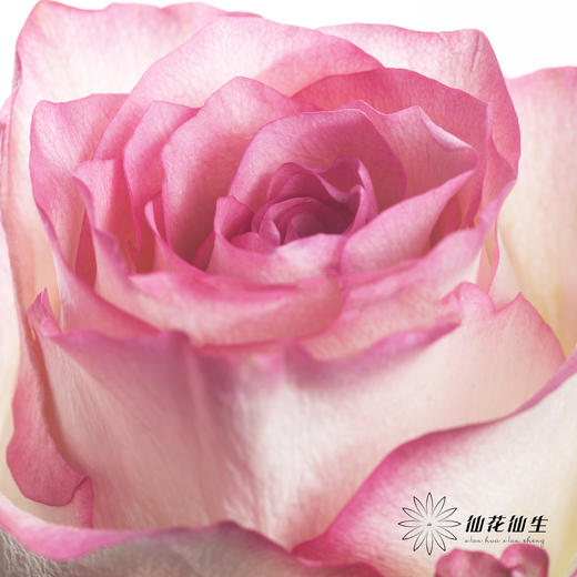 单头玫瑰 | 艾莎 商品图1