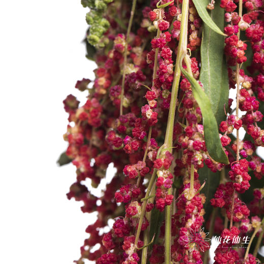 配花 | 柔丽丝红色 商品图1