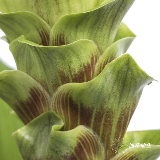配花 | 姜荷花绿色 商品图1