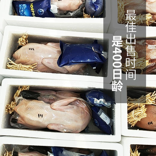 【连城白鸭】仿野生养殖，肉质鲜嫩，汤味清醇，无腥味，不油腻，营养更美味 商品图4