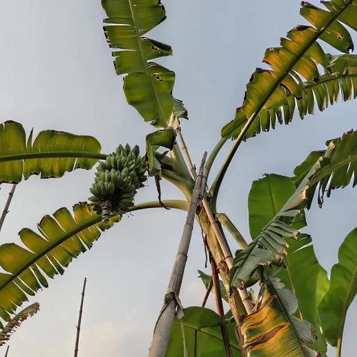 【福建土楼苹果蕉】 皮薄肉厚、口感细腻、果香浓郁 商品图6