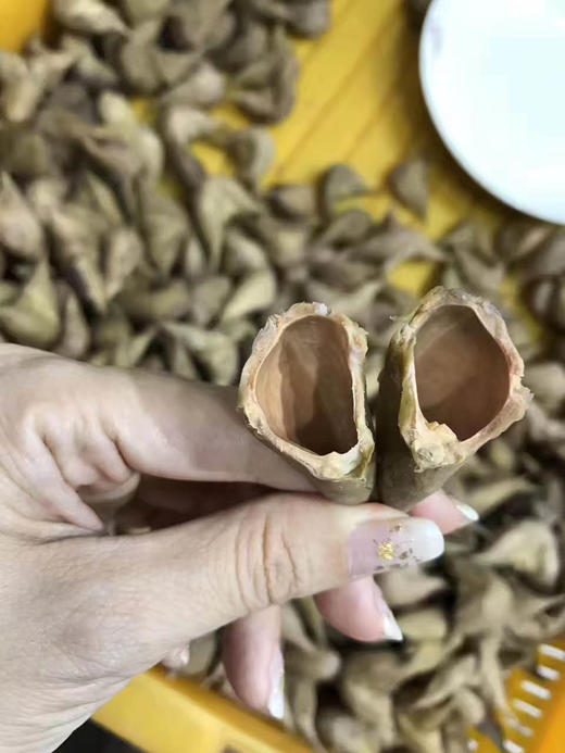 周一取货：【新鲜熟老菱】特价9.9元/份，一斤左右，粉粉糯糯，口感香甜！ 商品图6