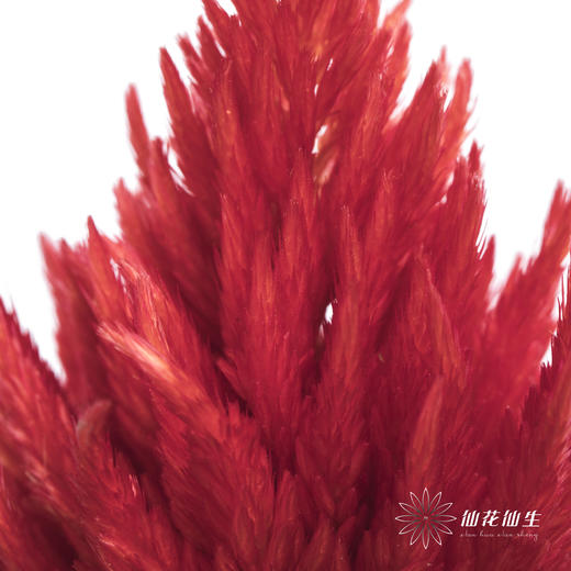 配花 | 火炬 商品图2