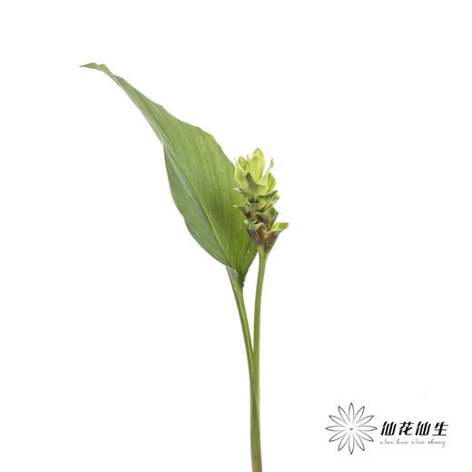 配花 | 姜荷花绿色 商品图4