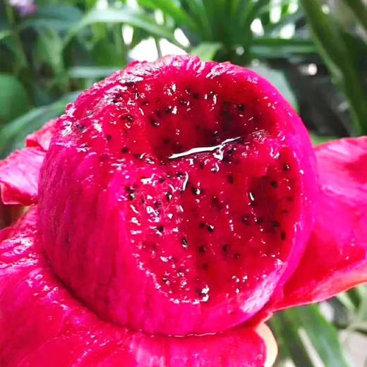 广西【金都一号红心火龙果】香甜爽滑、满口爆汁、清甜美味 商品图0