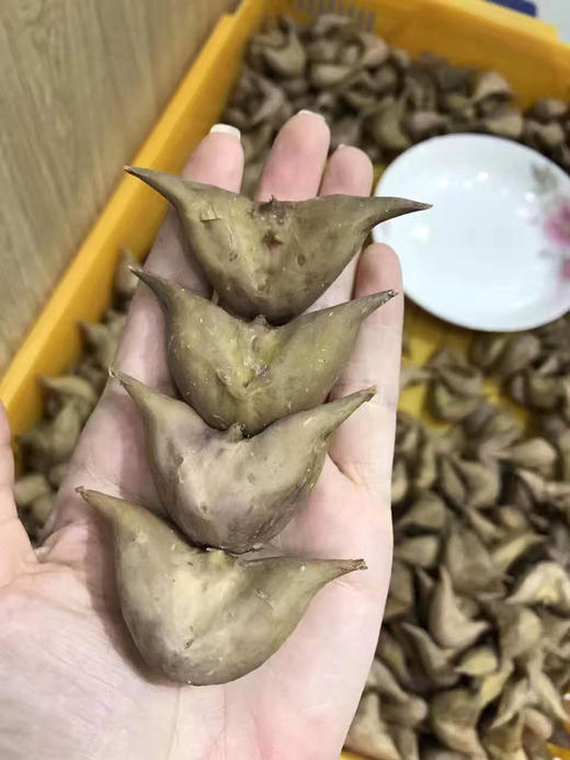 周一取货：【新鲜熟老菱】特价9.9元/份，一斤左右，粉粉糯糯，口感香甜！ 商品图4