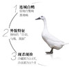 【连城白鸭】仿野生养殖，肉质鲜嫩，汤味清醇，无腥味，不油腻，营养更美味 商品缩略图6