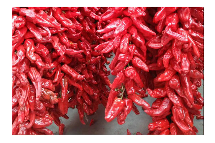 企业购托县辣椒153g