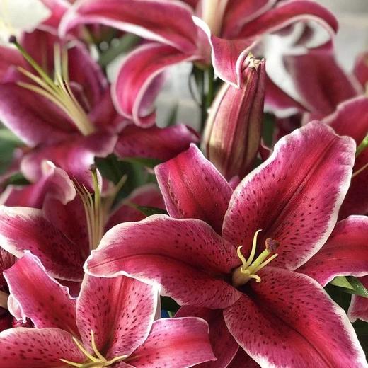 百合·黑美人 商品图4