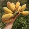 【福建土楼苹果蕉】 皮薄肉厚、口感细腻、果香浓郁 商品缩略图3