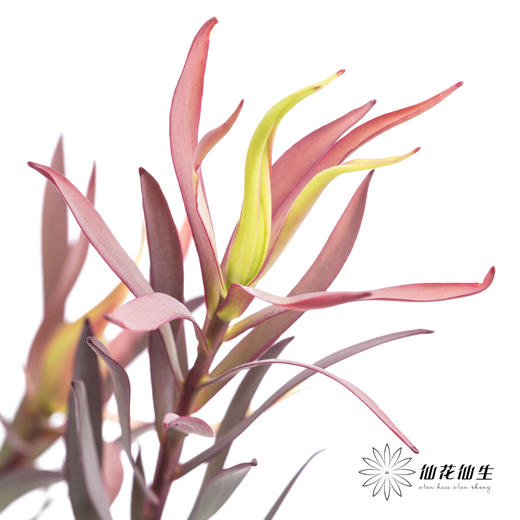 配花 | 细叶多头木百合红色 商品图0