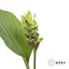 配花 | 姜荷花绿色 商品缩略图3
