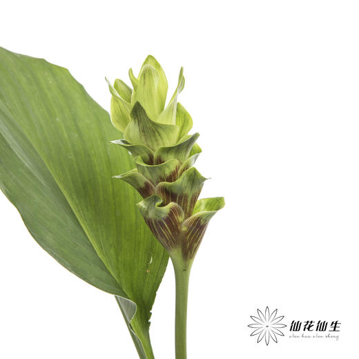配花 | 姜荷花绿色 商品图3