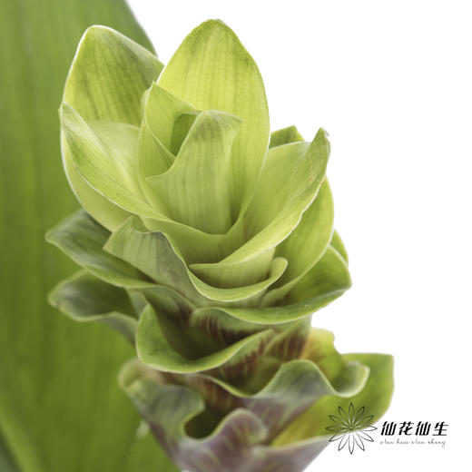 配花 | 姜荷花绿色 商品图0