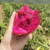 广西【金都一号红心火龙果】香甜爽滑、满口爆汁、清甜美味 商品缩略图3