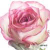 单头玫瑰 | 艾莎 商品缩略图0