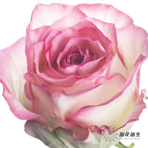 单头玫瑰 | 艾莎 商品图0