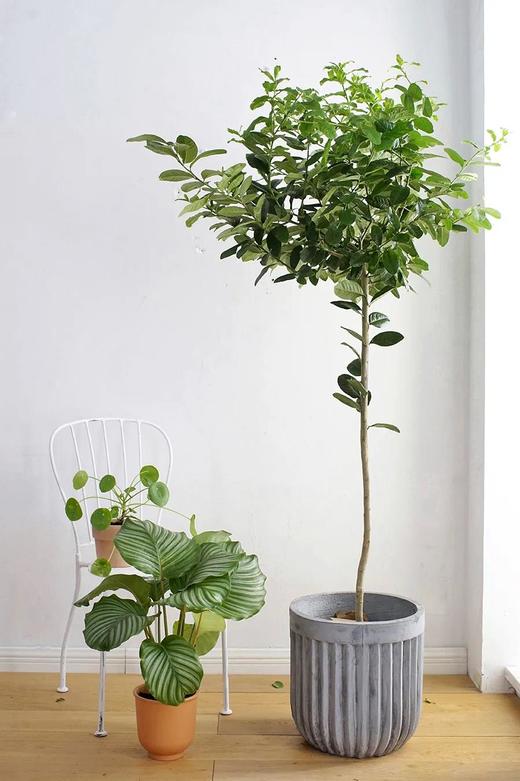 伽罗 JALO 绿植-柠檬树 商品图0