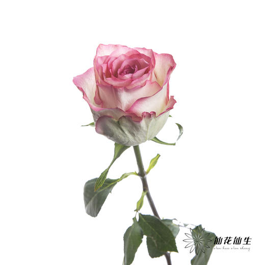 单头玫瑰 | 艾莎 商品图4