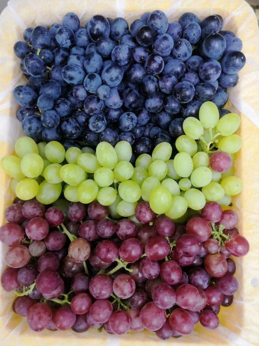 三色葡萄净重4斤